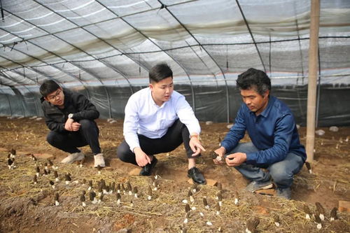 果蔬種植 從種子到餐桌的科學與藝術