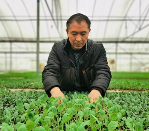 創新現代農業經營體系 苗木種植的轉型升級之路