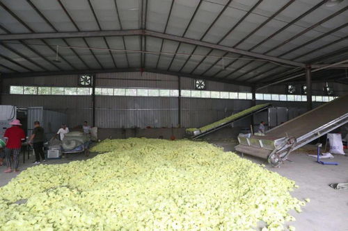 阜陽 遍地金花的谷物種植之鄉