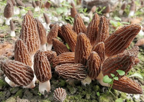 羊肚菌實現工廠化栽培突破，苗木種植技術前景廣闊