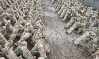 日本鹿茸菇工廠化栽培與苗木種植技術解析