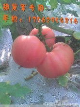 山東費縣發軍果蔬供銷種植合作社 優質粉紅西紅柿番茄生產與批發基地