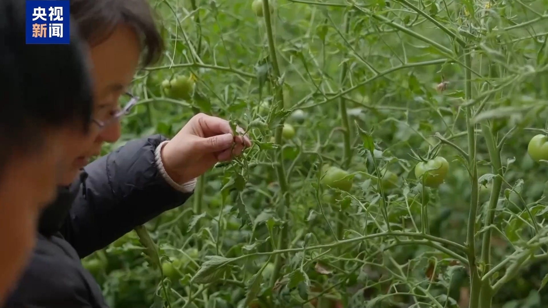 倒春寒遇上科學管理“處方” 多地農業穩產有“暖招”——聚焦苗木種植應對策略