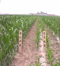 山西三水滲水膜科技發展中心 創新果蔬種植的節水先鋒