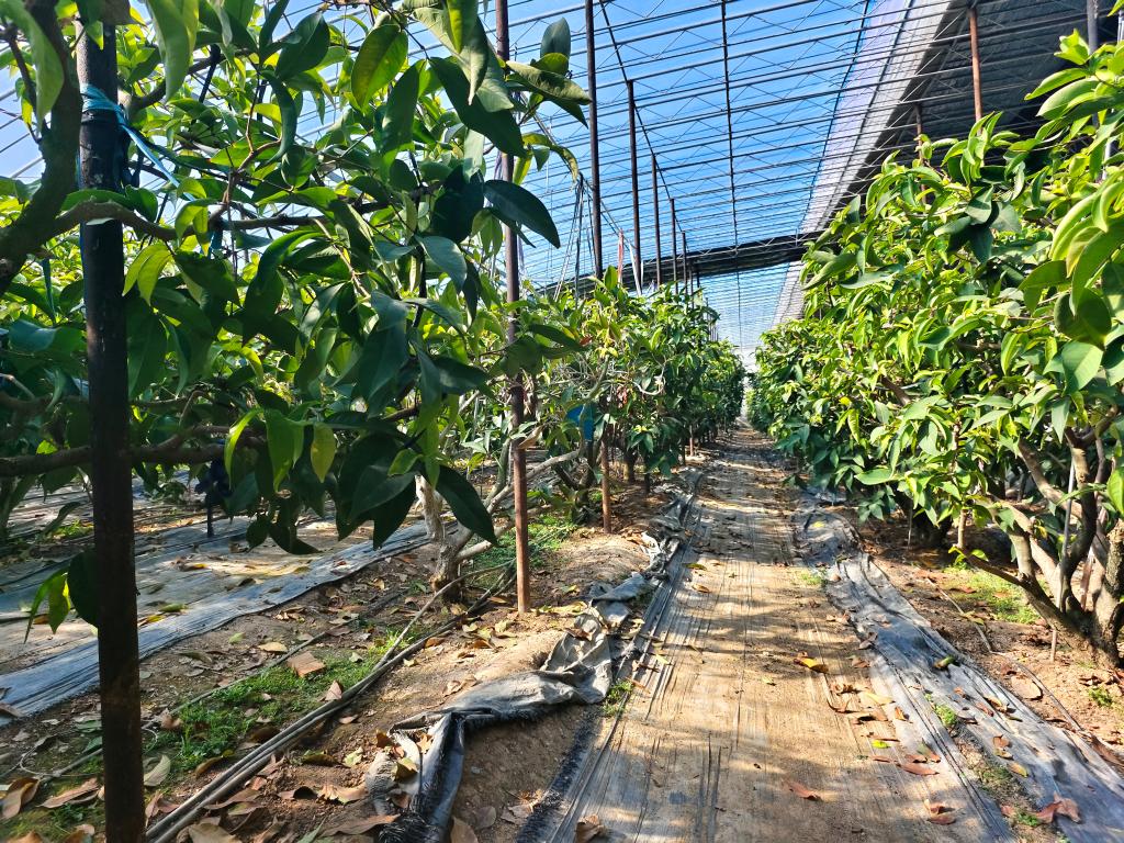 新春走基層丨這里的果蔬何以能“南來(lái)北往”？——山東萊蕪發(fā)展智慧農(nóng)業(yè)一線見(jiàn)聞之苗木種植