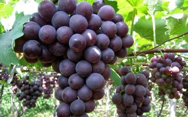 濰坊市坊子區(qū)興逄果蔬種植專業(yè)合作社 優(yōu)質(zhì)葡萄批發(fā)與供應(yīng)服務(wù)