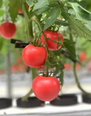 科技興農路，十年扎根情——“85后”新農人茅賽賽的苗木種植探索