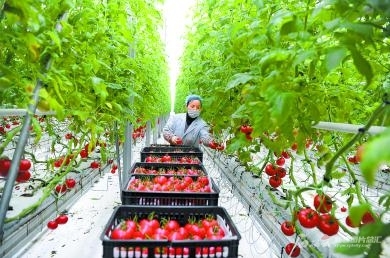 【圖說這一年⑤】現代農業高質高效 苗木種植的綠色轉型與產業升級