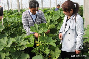 菏澤牡丹區沙土鎮 特色果蔬與苗木種植雙輪驅動，繪就助農增收新畫卷
