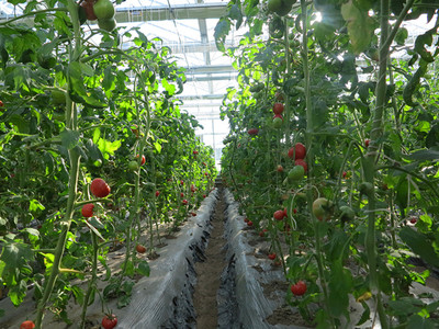 四平市首屆果蔬采摘節 豐收喜悅，共品田園風味