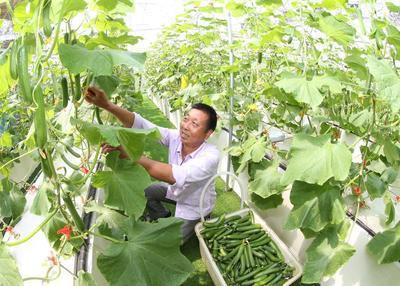 浙江安吉 無土栽培技術引領果蔬種植新風尚，綠色健康產品新鮮上市
