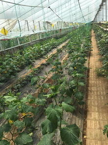 果蔬種植批發與采購報價指南 從苗木成本到市場行情解析